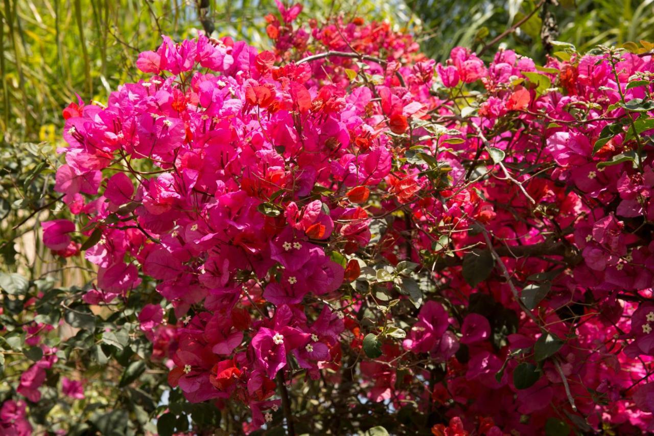 Million Flowers Protaras Luaran gambar